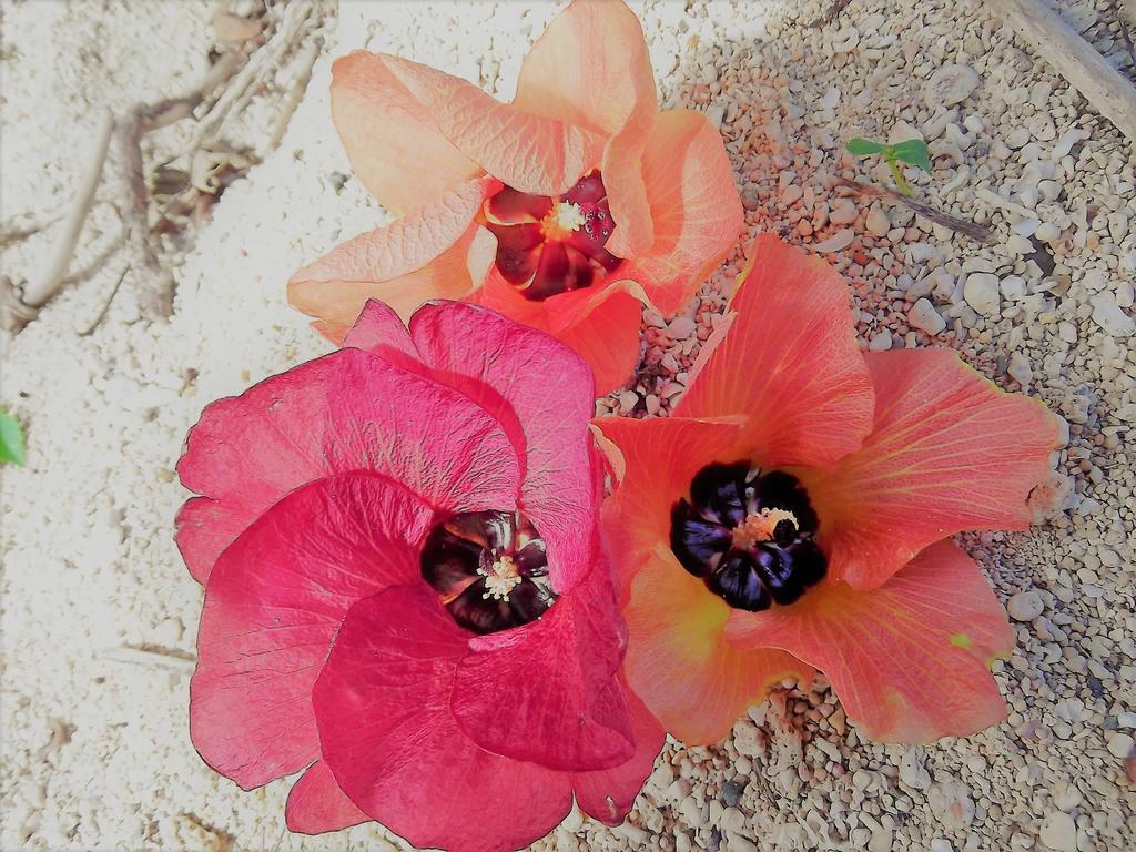 Yoisama Sunrise Beach House Ishigaki  Buitenkant foto